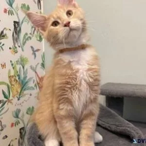 TICA registered pedigree Maine Coon kittens