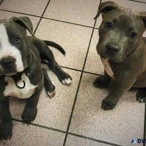 Staffordshire Puppies for Sale