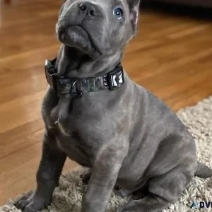 Well Trained Cane Corso Puppies Ready To Go