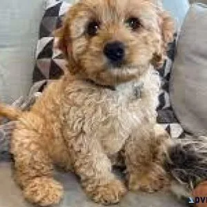 Cavapoo Puppies
