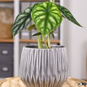 Where to find Alocasia Dragon Scale Plant