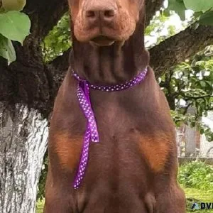 ADORABLE DOBERMAN PUPPS READY