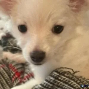 MALTESE BABY GIRL
