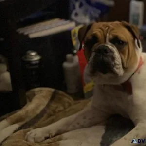 Old English bull dog Female