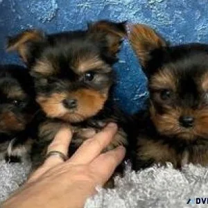 Lovely Yorkie puppies for a new home