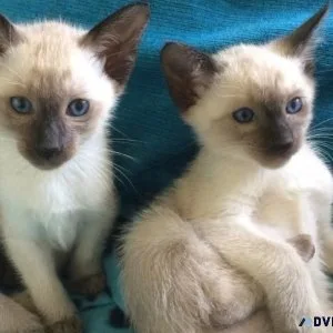 Super Cute Siamese Babies