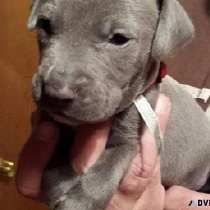 THE BLUE LACY DOG