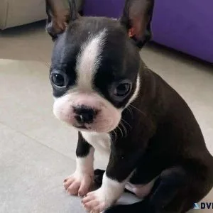 Adorable Boston Terrier Puppies For Adoption