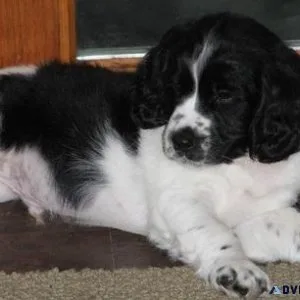 AKC Registered English Springer Spaniel Puppies