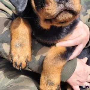 Rottweiler puppies
