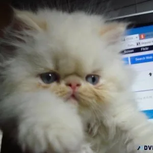 Himalayan Kitten of European Roots