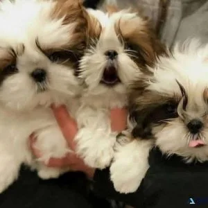 AMAZING SHIH TZU PUPPIES FOR SALE