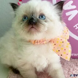 Beautiful Blue Eye Ragdoll Kittens