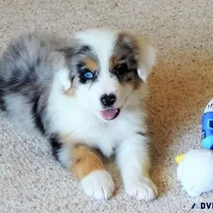 Australian Shepherd Puppies