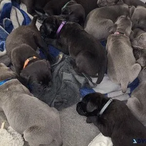 cane corso puppies for adoption