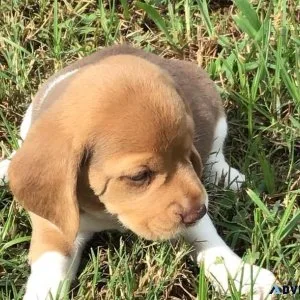 AKC Registered Beagles