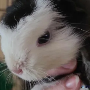 Guinea pig female