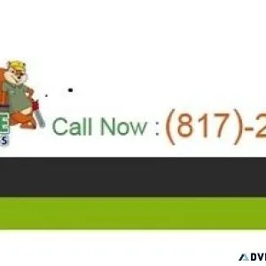 Tree Trimming Colleyville - Improve the health of your trees