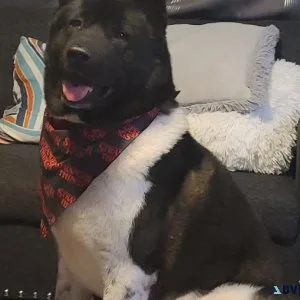 Akita puppies