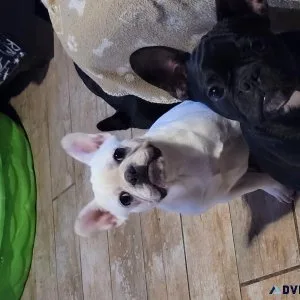 French Bulldogs