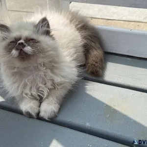 CFA Female Himalayan