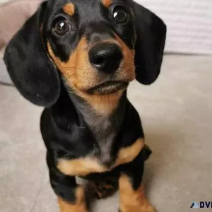 Dachshunds Puppies For Sale
