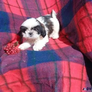 Lovely Shih Tzu puppies