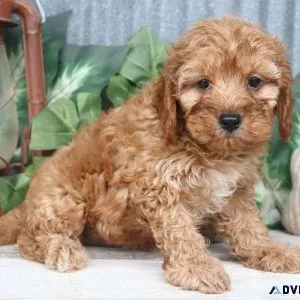 Male Cavapoo