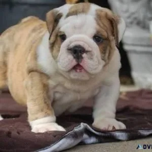 Gorgeous English Bulldog Puppies