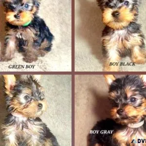 Ckc yorkies