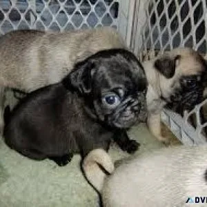 YTUTE KKIUT Pug puppies