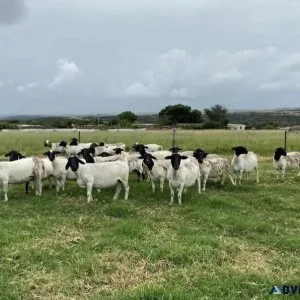 Dorper Ram Lambs For Sale