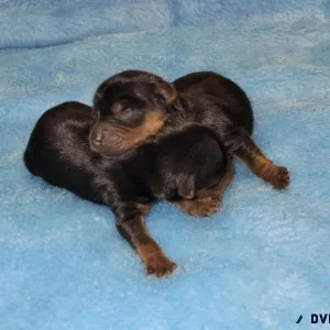Newborn yorkie brother s small )