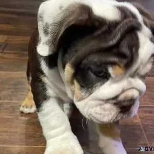 FREE PUPPIES