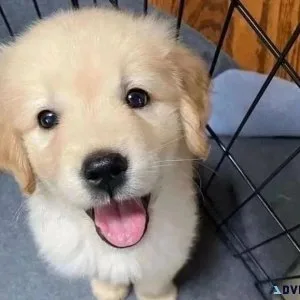 Available Golden Retriever Puppies