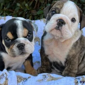 English Bulldog Puppies For Sale