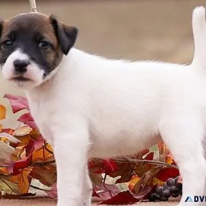 Well socialized Fox Terrier puppies