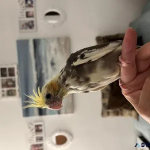 Hand Fed tamed cockatiels