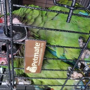 Proven pair military macaw