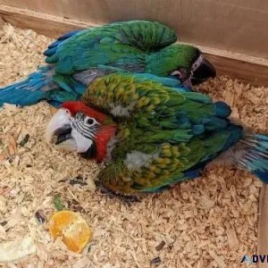 Hybrid Macaw