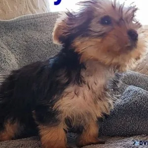 Teacup Yorkshire Terriers purebred. call 231 928 1142