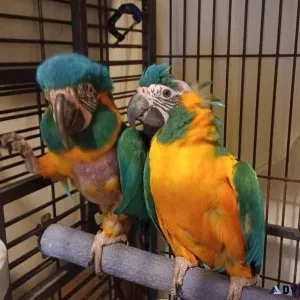 Rare Blue throat macaw pair