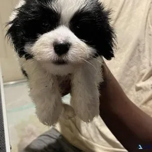 Malshi Pups