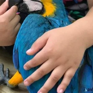 Magnificent Blue and Gold Macaws Available