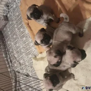 Pugs