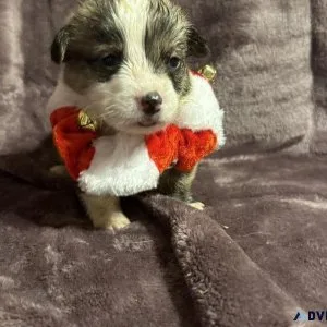 Christmas Brindle Corgis