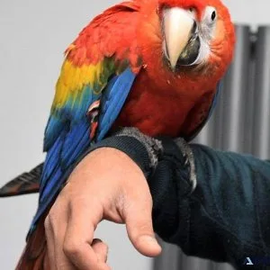 Hand Reared Scarlet Macaws for lovely homes
