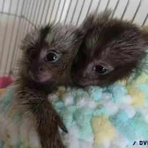 Well Trained Marmoset Monkey For Sale