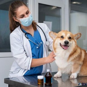 Choose The Best Veterinarian El Paso TX