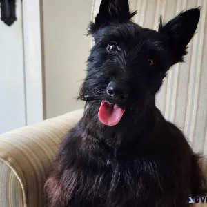 Scottish Terrier Puppies For Sale